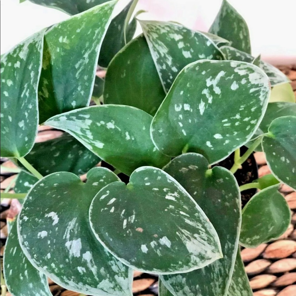 Multiple Cuttings Satin Pothos